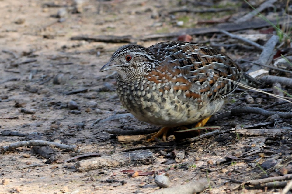 Painted Button-quail (Turnix varius)